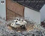 Capi_Dubne_20250618_184503.jpg