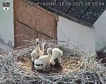 Capi_Dubne_20250618_185004.jpg