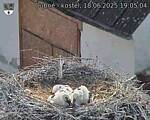Capi_Dubne_20250618_190504.jpg