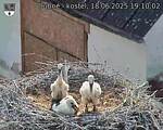 Capi_Dubne_20250618_191002.jpg