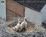 Capi_Dubne_20250618_191504.jpg