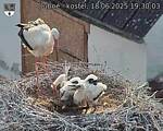 Capi_Dubne_20250618_193003.jpg