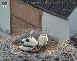 Capi_Dubne_20250618_194004.jpg