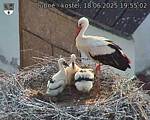 Capi_Dubne_20250618_195502.jpg