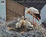 Capi_Dubne_20250618_200002.jpg