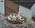 Capi_Dubne_20250618_200502.jpg