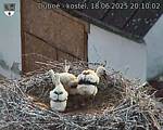 Capi_Dubne_20250618_201002.jpg