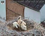 Capi_Dubne_20250618_202004.jpg