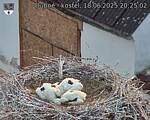 Capi_Dubne_20250618_202503.jpg