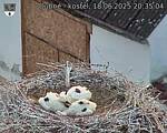 Capi_Dubne_20250618_203504.jpg