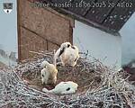 Capi_Dubne_20250618_204002.jpg