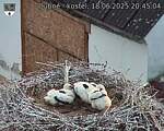 Capi_Dubne_20250618_204504.jpg