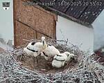 Capi_Dubne_20250618_205502.jpg
