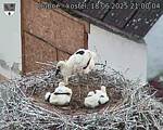 Capi_Dubne_20250618_210004.jpg