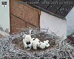 Capi_Dubne_20250618_210503.jpg