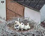Capi_Dubne_20250618_211002.jpg