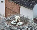 Capi_Dubne_20250618_211503.jpg