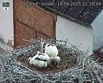 Capi_Dubne_20250618_212004.jpg