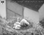 Capi_Dubne_20250618_213503.jpg