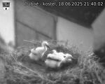 Capi_Dubne_20250618_214002.jpg