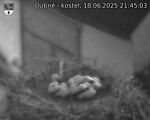 Capi_Dubne_20250618_214503.jpg
