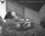 Capi_Dubne_20250618_215002.jpg