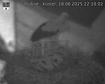 Capi_Dubne_20250618_221002.jpg