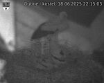 Capi_Dubne_20250618_221503.jpg