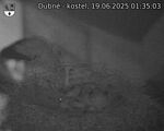 Capi_Dubne_20250619_013503.jpg