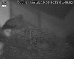 Capi_Dubne_20250619_014002.jpg