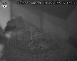 Capi_Dubne_20250619_024502.jpg