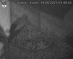 Capi_Dubne_20250619_034002.jpg