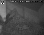 Capi_Dubne_20250619_034502.jpg