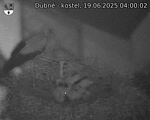 Capi_Dubne_20250619_040002.jpg