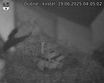 Capi_Dubne_20250619_040502.jpg