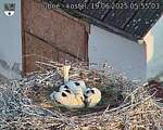 Capi_Dubne_20250619_055503.jpg