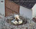 Capi_Dubne_20250619_060003.jpg