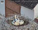 Capi_Dubne_20250619_060504.jpg