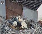 Capi_Dubne_20250619_065004.jpg