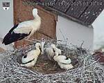 Capi_Dubne_20250619_073004.jpg
