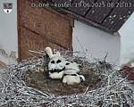 Capi_Dubne_20250619_082003.jpg