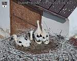 Capi_Dubne_20250619_084003.jpg