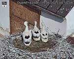 Capi_Dubne_20250619_085004.jpg