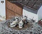 Capi_Dubne_20250619_104003.jpg
