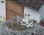 Capi_Dubne_20250619_113503.jpg