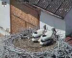Capi_Dubne_20250619_133003.jpg