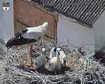 Capi_Dubne_20250619_154002.jpg