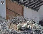 Capi_Dubne_20250619_162502.jpg