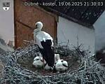 Capi_Dubne_20250619_213003.jpg