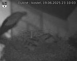 Capi_Dubne_20250619_231003.jpg